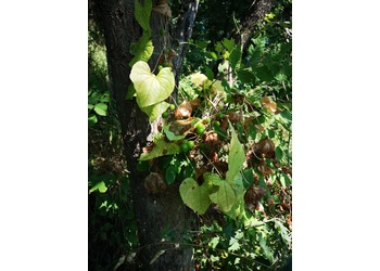 Schmerwurz (Dioscorea communis) - © Bernard Wieser