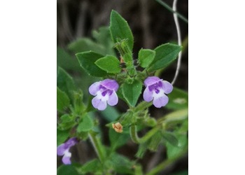 Feld-Steinquendel (Acinos arvensis) - © Bernard Wieser