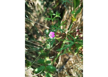 Weicher Storchenschnabel (Geranium molle) - © Bernard Wieser