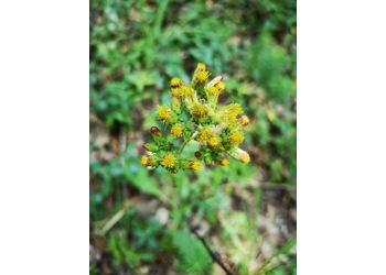 Dürrwurz (Inula conyzae) - © Bernard Wieser
