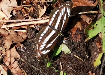 Schwarzbrauner Trauerfalter (Neptis sappho) - © Bernard Wieser