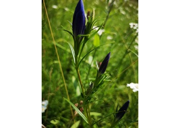 Lungen-Enzian (Gentiana pneumonanthe) - © Bernard Wieser