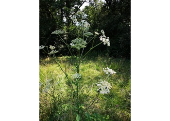 Wild-Engelwurz (Angelica sylvestris)