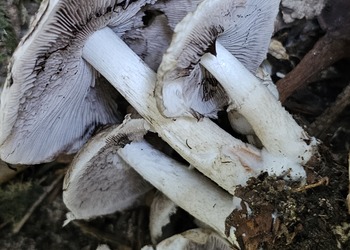 Pinsel-Faserling (Psathyrella cotonea) - © Mag. Bernard Wieser