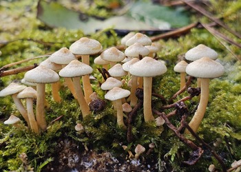 Nichtbüscheliger Grünblättriger Schwefelkopf (Hypholoma subviride) - © Mag. Bernard Wieser