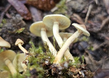 Nichtbüscheliger Grünblättriger Schwefelkopf (Hypholoma subviride) - © Mag. Bernard Wieser