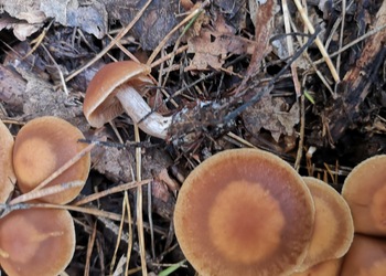 Marillen-Wasserkopf, Aprikosen-Wasserkopf (Cortinarius armeniacus agg.) - © Bernard Wieser