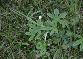 Weißes Fingerkraut (Potentilla alba) - © Bernard Wieser