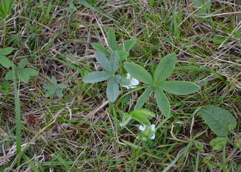 Weißes Fingerkraut (Potentilla alba) - © Bernard Wieser