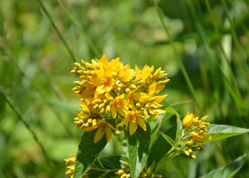 Gewöhnlicher Gilbweiderich (Lysimachia vulgaris) - © Bernard Wieser