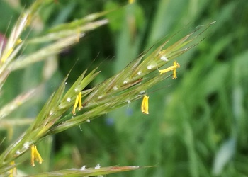 Aufrechte Trespe (Bromus erectus) - © Bernard Wieser