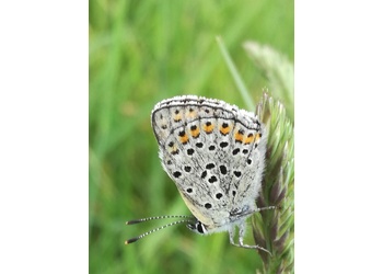Brauner Feuerfalter (Lycaena tityrus) - © Bernard Wieser