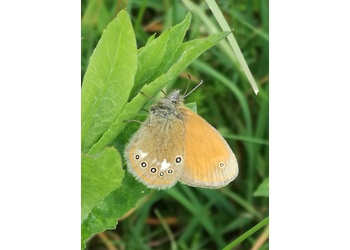 Rotbraunes Wiesenvögelchen (Coenonympha glycerion) - © Bernard Wieser