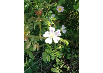 Hunds-Rose (Rosa canina s. str.) - © Bernard Wieser