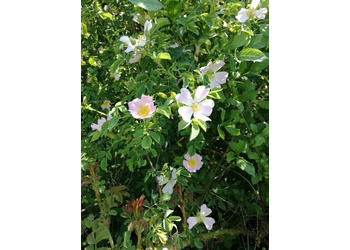 Hunds-Rose (Rosa canina s. str.) - © Bernard Wieser