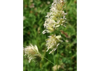 Wiesen-Knäuelgras (Dactylis glomerata) - © Bernard Wieser