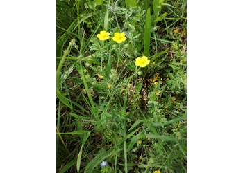 Silber-Fingerkraut (Potentilla argentea) - © Bernard Wieser