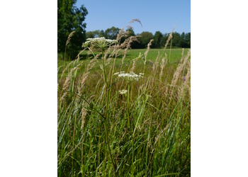 Sumpf-Haarstrang (Peucedanum palustre) - © Patrick Schwager