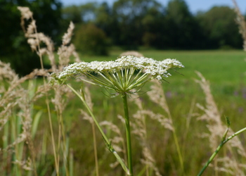 Sumpf-Haarstrang (Peucedanum palustre) - © Patrick Schwager