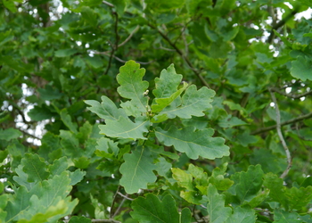 Stieleiche (Quercus robur) - © Patrick Schwager