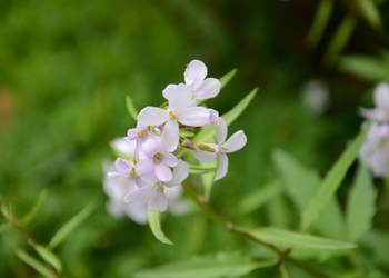 Zwiebel-Zahnwurz (Cardamine bulbifera) - © Bernard Wieser