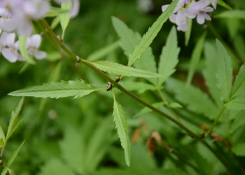 Zwiebel-Zahnwurz (Cardamine bulbifera) - © Bernard Wieser