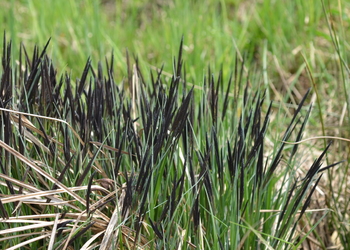 Steif-Segge (Carex elata) - © Bernard Wieser