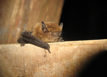 Zwergfledermaus (Pipistrellus pipistrellus) - © Primož Presetnik