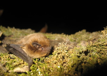Rauhhautfledermaus (Pipistrellus nathusii) - © Primož Presetnik