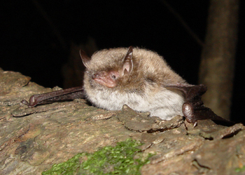 Wasserfledermaus (Myotis daubentonii) - © Primož Presetnik