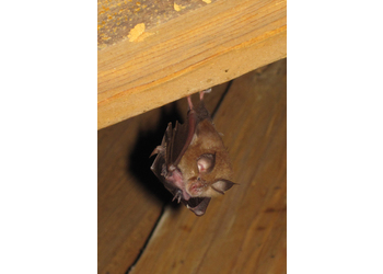 Kleine Hufeisennase (Rhinolophus hipposideros) - © Primož Presetnik