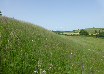 Basische Halbtrockenwiesen - © Philipp Sengl