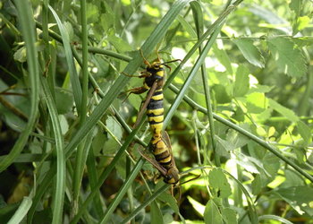 Hornissen - Glasflügler (Sesia apiformis) - © Fauster Rupert
