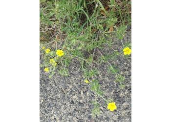 Silber-Fingerkraut (Potentilla argentea) - © Bernard Wieser