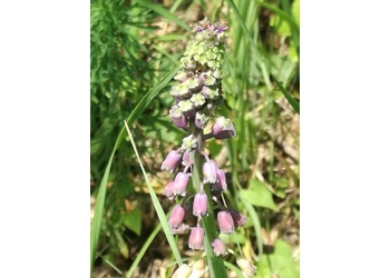 Schopfige Traubenhyazinthe (Muscari comosum) - © Bernard Wieser