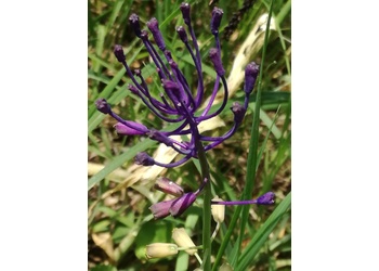 Schopfige Traubenhyazinthe (Muscari comosum) - © Bernard Wieser