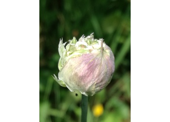 Schlangenlauch (Allium scorodoprasum) - © Bernard Wieser