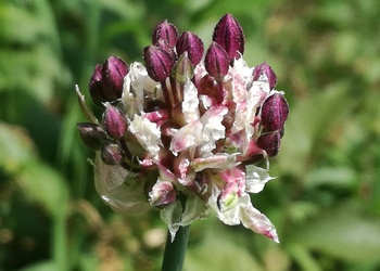 Schlangenlauch (Allium scorodoprasum) - © Bernard Wieser