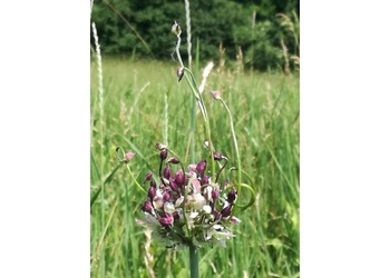 Schlangenlauch (Allium scorodoprasum) - © Bernard Wieser