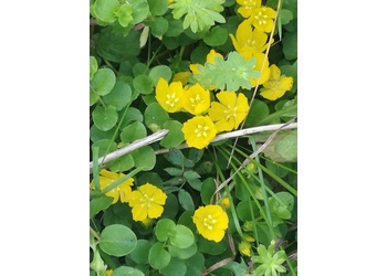 Pfennigkraut (Lysimachia nummularia) - © Bernard Wieser