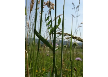 Schmalblättrige Wicke (Vicia angustifolia) - © Bernard Wieser