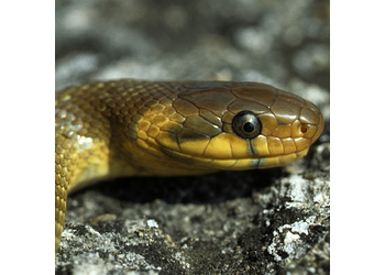 Äskulapnatter (Zamenis longissimus) - © Werner Kammel