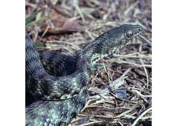 Würfelnatter (Natrix tessellata) - © Werner Kammel