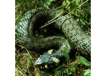 Ringelnatter (Natrix natrix) - © Werner Kammel