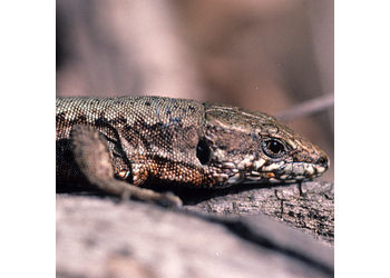 Mauereidechse (Podarcis muralis) - © Werner Kammel