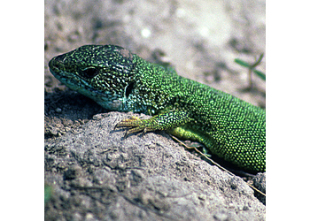 Östliche Smaragdeidechse (Lacerta viridis) - © Werner Kammel