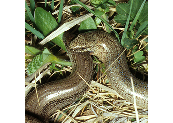 Blindschleiche (Anguis fragilis) - © Werner Kammel