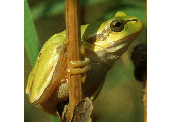 Europäischer Laubfrosch (Hyla arborea) - © Werner Kammel