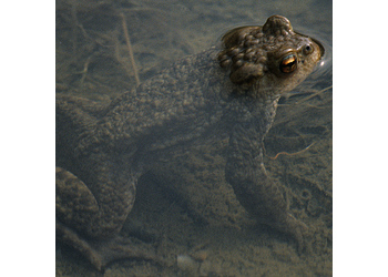 Erdkröte (Bufo bufo) - © Werner Kammel