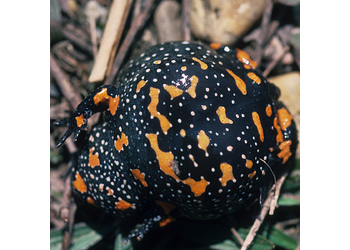 Rotbauchunke (Bombina bombina) - © Werner Kammel